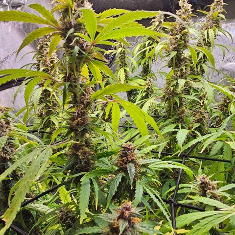 Gorilla Auto growlog timeline photo