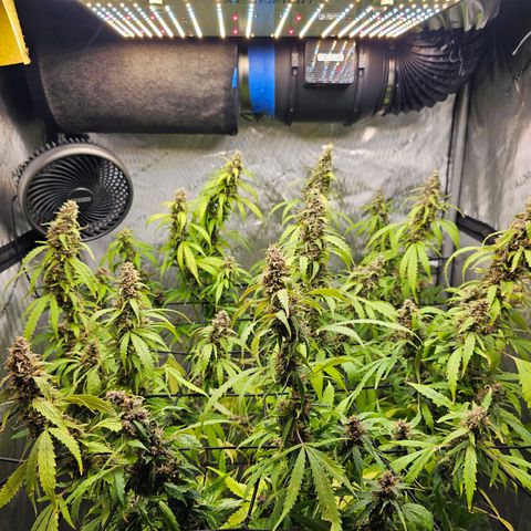 Gorilla Auto growlog timeline photo