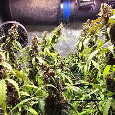 Gorilla Auto growlog timeline photo
