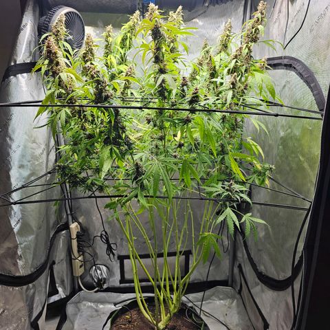 Gorilla Auto growlog timeline photo