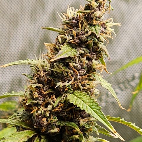 Gorilla Auto growlog timeline photo