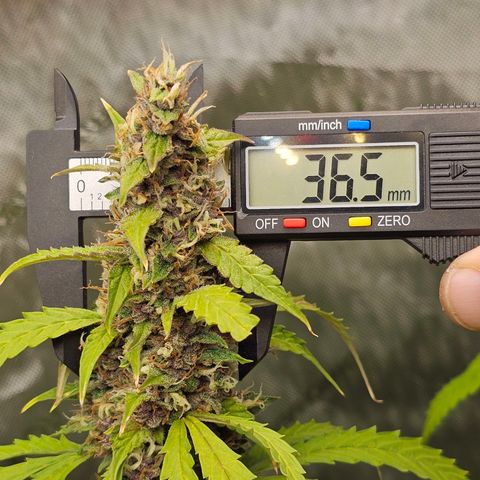 Gorilla Auto growlog timeline photo