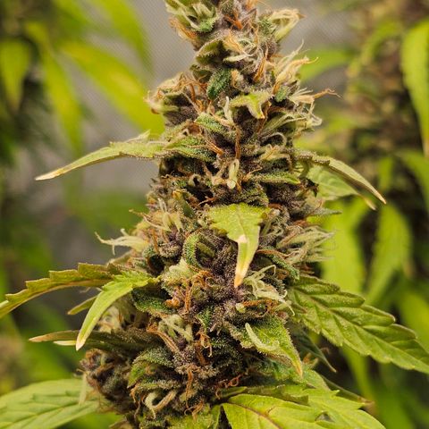 Gorilla Auto growlog timeline photo