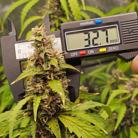Gorilla Auto growlog timeline photo
