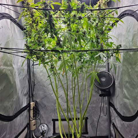 Gorilla Auto growlog timeline photo