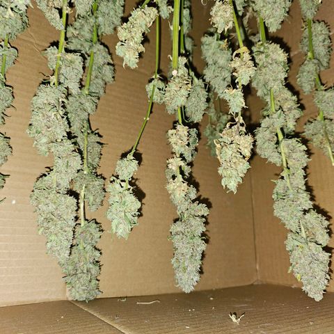 Zkittlez Auto 3 growlog timeline photo
