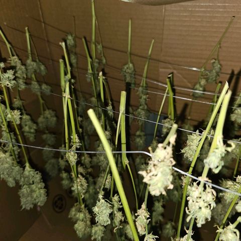 Zkittlez Auto 3 growlog timeline photo