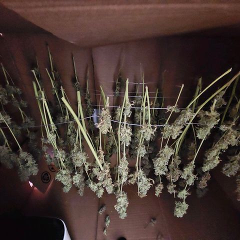 Zkittlez Auto 3 growlog timeline photo