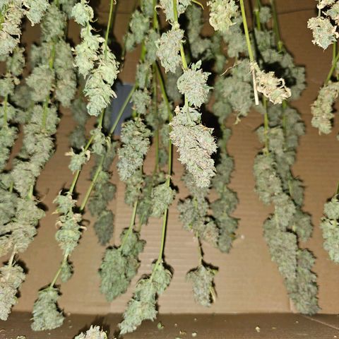 Zkittlez Auto 3 growlog timeline photo