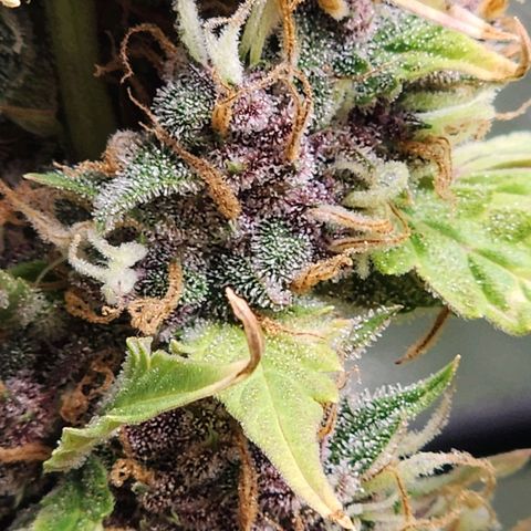 Gorilla Auto growlog timeline photo
