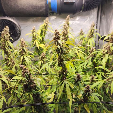 Gorilla Auto growlog timeline photo