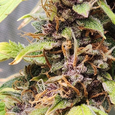 Gorilla Auto growlog timeline photo