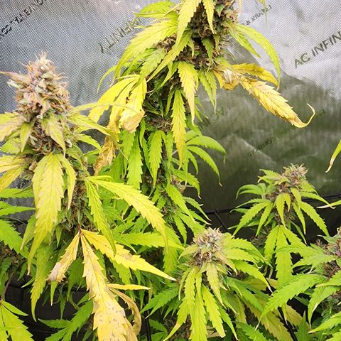 Gorilla Auto growlog timeline photo