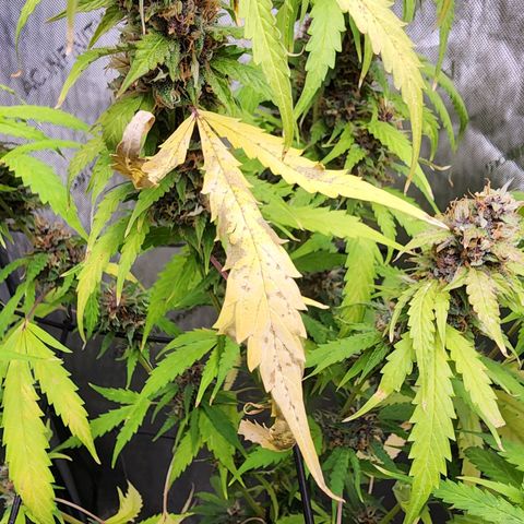 Gorilla Auto growlog timeline photo