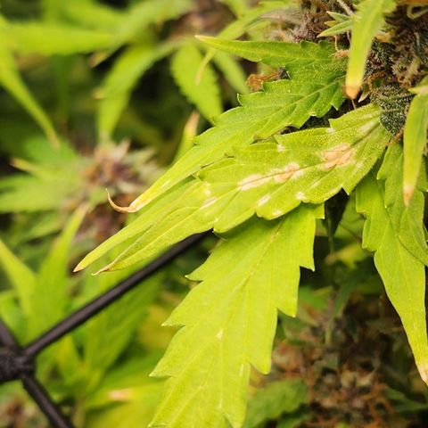 Gorilla Auto growlog timeline photo