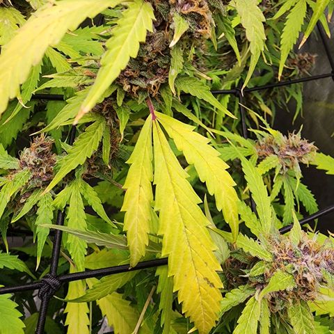 Gorilla Auto growlog timeline photo