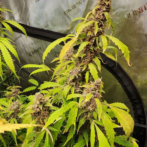 Gorilla Auto growlog timeline photo