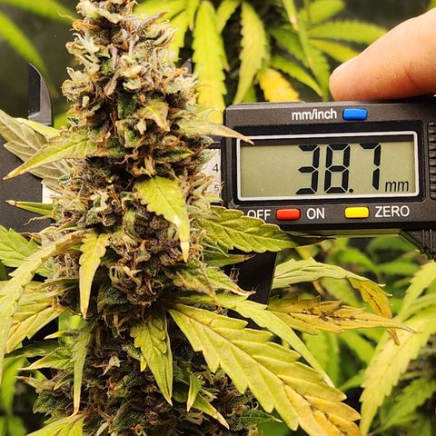 Gorilla Auto growlog timeline photo