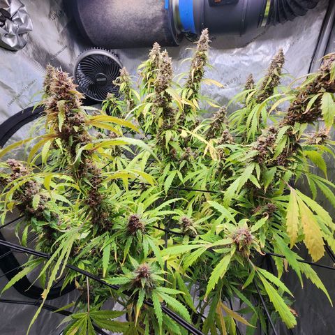 Gorilla Auto growlog timeline photo
