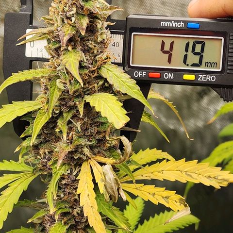 Gorilla Auto growlog timeline photo