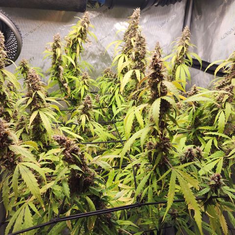 Gorilla Auto growlog timeline photo