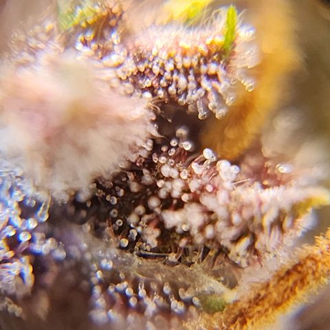 Gorilla Auto growlog timeline photo