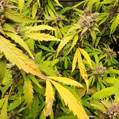 Gorilla Auto growlog timeline photo