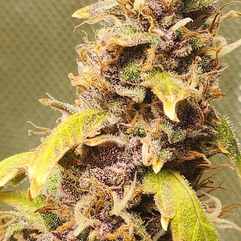 Gorilla Auto growlog timeline photo