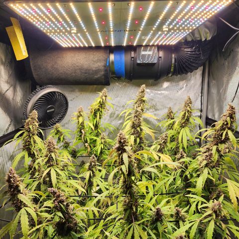 Gorilla Auto growlog timeline photo