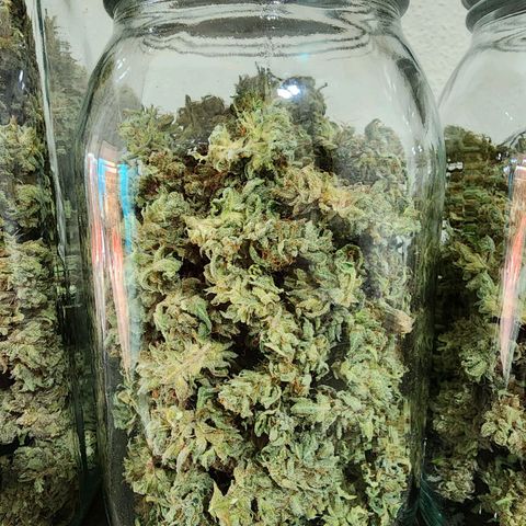 Zkittlez Auto 3 growlog timeline photo