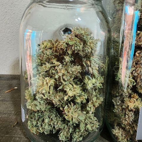 Zkittlez Auto 3 growlog timeline photo