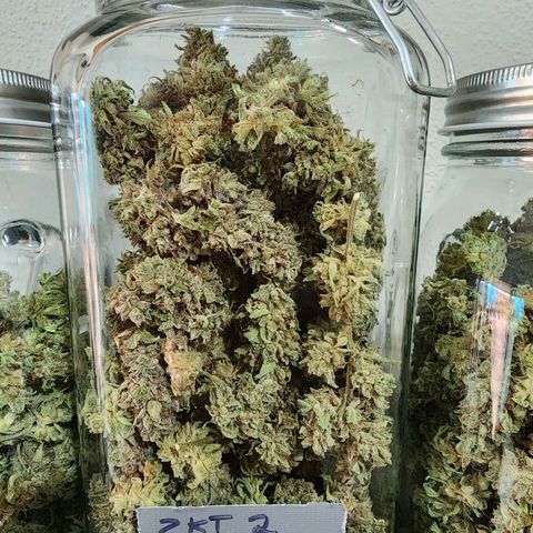 Zkittlez Auto 3 growlog timeline photo