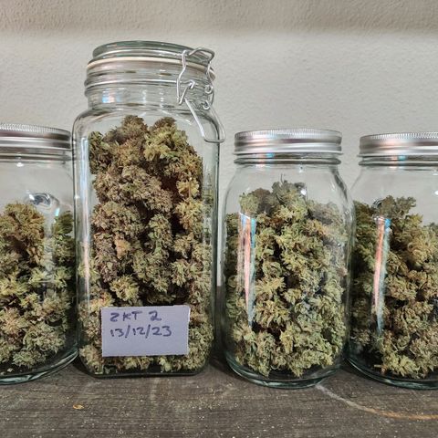 Zkittlez Auto 3 growlog timeline photo