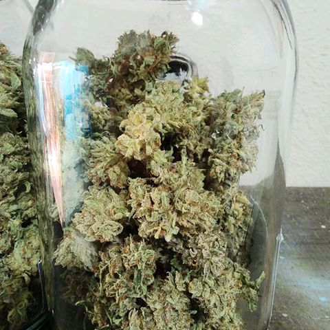 Zkittlez Auto 3 growlog timeline photo
