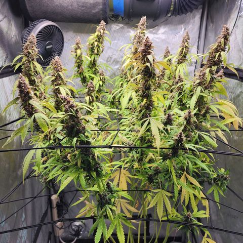 Gorilla Auto growlog timeline photo