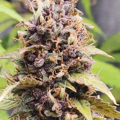 Gorilla Auto growlog timeline photo