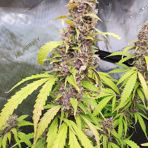 Gorilla Auto growlog timeline photo
