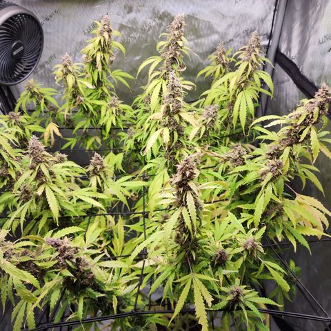 Gorilla Auto growlog timeline photo