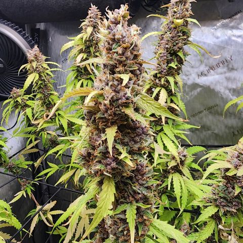 Gorilla Auto growlog timeline photo
