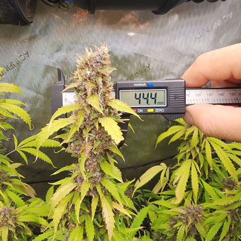 Gorilla Auto growlog timeline photo
