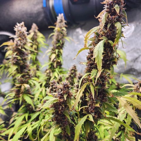 Gorilla Auto growlog timeline photo