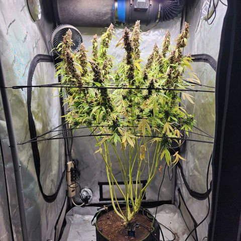Gorilla Auto growlog timeline photo