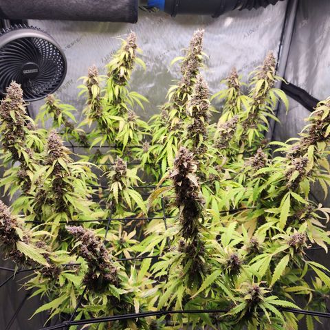 Gorilla Auto growlog timeline photo