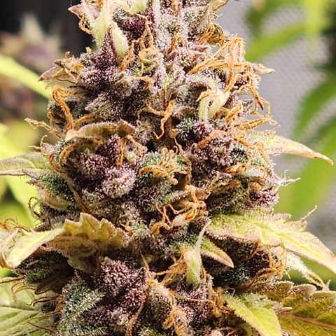 Gorilla Auto growlog timeline photo