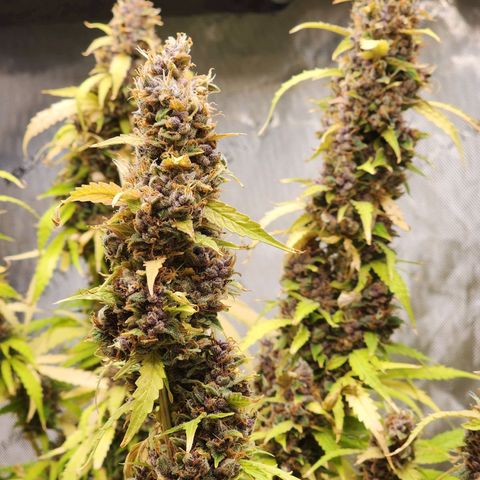 Gorilla Auto growlog timeline photo
