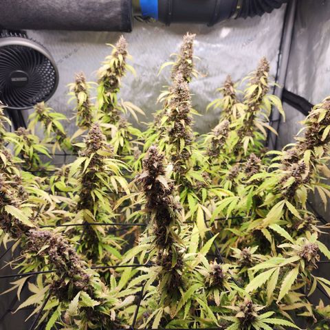 Gorilla Auto growlog photo: Plata arañita roja 