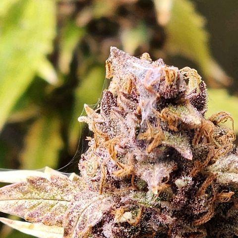 Gorilla Auto growlog photo: Plata arañita roja 