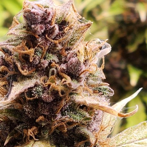 Gorilla Auto growlog photo: Plata arañita roja 