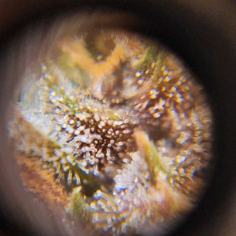 Gorilla Auto growlog timeline photo