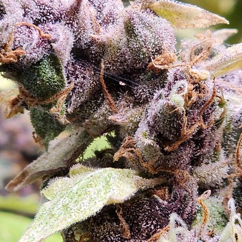 Gorilla Auto growlog timeline photo